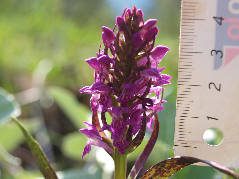 Quale Dactylorhiza?